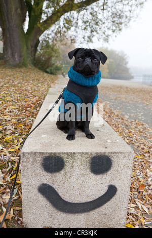 Black pug che indossa un maglione seduto su una parete con un graffito smiley da Oz, Amburgo, Germania, Europa PublicGround Foto Stock