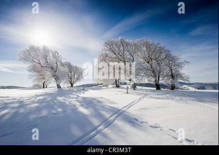 Coperte di neve faggi su Mt Schauinsland, Freiburg im Breisgau, Foresta Nera, Baden-Wuerttemberg, Germania, Europa Foto Stock