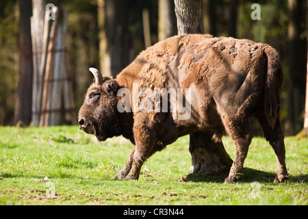 Wisent o europeo (bison Bison bonasus) Foto Stock