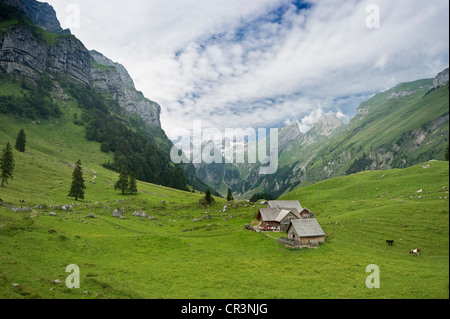 Alm, pascoli alpini a Seealpsee lago, di fronte Saentis montagna, Alpstein, Appenzell, Svizzera, Europa Foto Stock