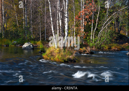 Betulla (Betula) in Autunno colori lungo il fiume Juumajarvi, Finlandia, Europa Foto Stock