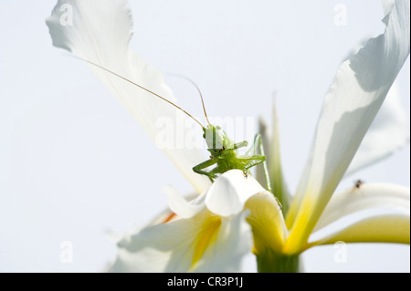Grande Bush-Cricket verde (Tettigonia viridissima) su un iride bianco fiore (Iris) Foto Stock
