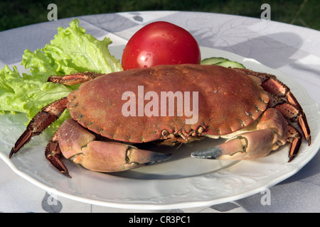 Granchio su un piatto Foto Stock