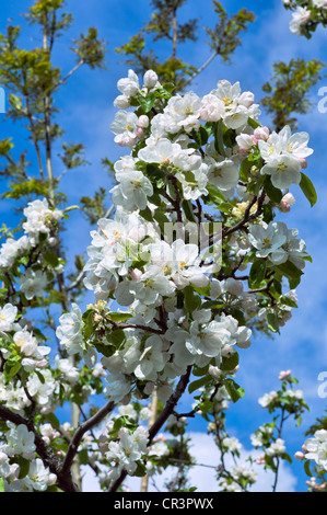 Fiori di Apple nella Hardanger, Norvegia, Scandinavia, Europa Foto Stock