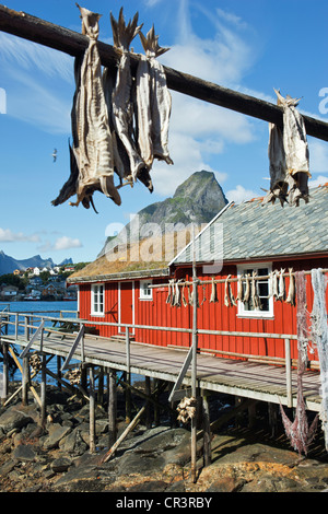 Red Fisherman's cottage con pesci di essiccazione, Lofoten, Norvegia, Scandinavia, Europa Foto Stock