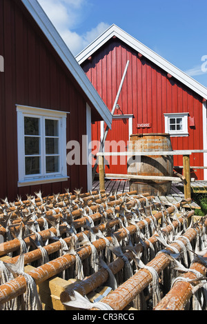 Red Fisherman's cottage con pesci di essiccazione, Lofoten, Norvegia, Scandinavia, Europa Foto Stock