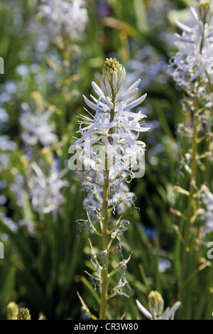 Prairie Lily (Camassia leichtlinii), Bundesgartenschau, Federal Garden Show, BUGA 2011, Coblenza, Renania-Palatinato Foto Stock