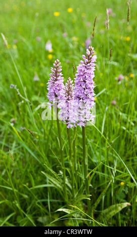 Avvistato comune, orchidea Dactylorhiza fuchsii, England, Regno Unito Foto Stock