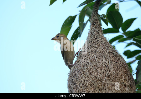 Bellissima femmina baya weaver (Ploceus philippinus) nesting Foto Stock
