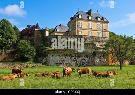 Francia, Dordogne, Perigord Noir, Valle della Dordogna, Saint Andre D'Allas, Limousine razza bovina e del xviii secolo Chateau du Roc Foto Stock