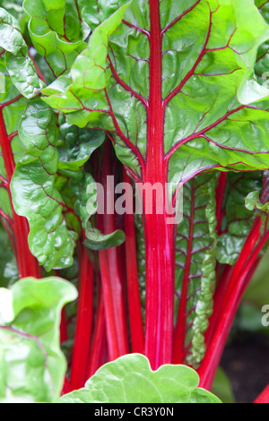 Ruby Chard foglie di insalata. Foto Stock