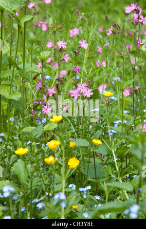 Fiori selvatici nel paese siepe, England, Regno Unito Foto Stock