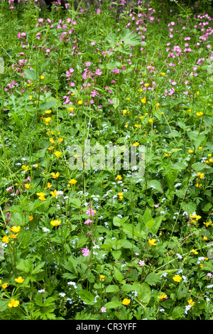 Fiori selvatici nel paese siepe, England, Regno Unito Foto Stock