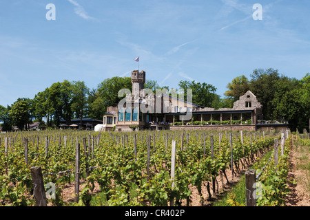 Vigneto nella parte anteriore del Burg Schwarzenstein castello, Geisenheim, Hesse, Germania, Europa Foto Stock