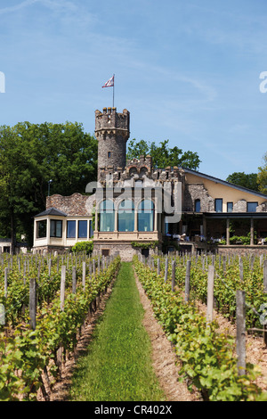 Vigneto nella parte anteriore del Burg Schwarzenstein castello, Geisenheim, Hesse, Germania, Europa Foto Stock