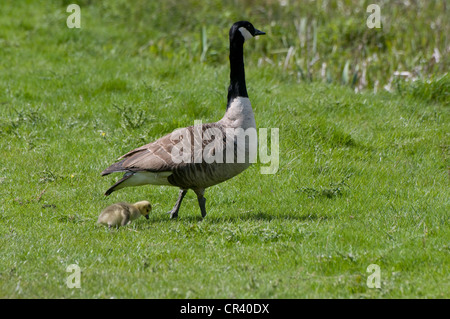 Canada Goose Branta canadensis con baby gosling su erba verde Derbyshire England Regno Unito Foto Stock