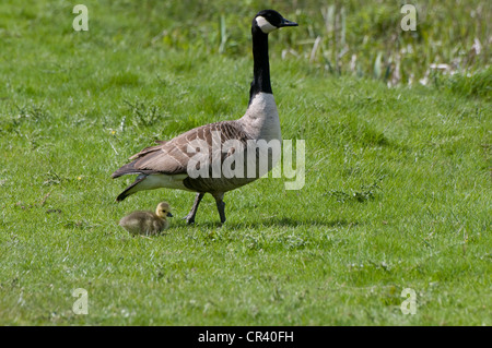 Canada Goose Branta canadensis con baby gosling su erba verde Derbyshire England Regno Unito Foto Stock