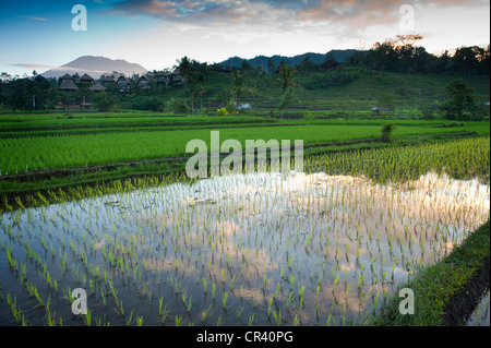 Con il Gunung Agung in background, le belle terrazze di riso Sidemen, Bali, sono visti a sunrise. Foto Stock