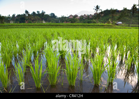 Con il Gunung Agung in background, le belle terrazze di riso Sidemen, Bali, sono visti a sunrise. Foto Stock