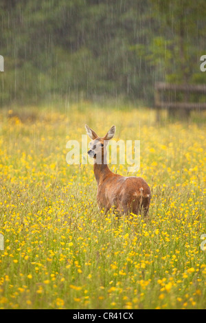 La pioggia caduta sul Doe Capriolo in campo ranuncolo Worcestershire, England, Regno Unito Foto Stock