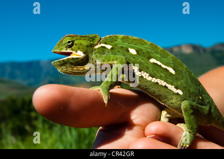 Lembo colli (Camaleonte Chamaeleonidae) seduto su una mano, Royal Natal National Park, Drakensberge montagne, KwaZulu-Natal Foto Stock