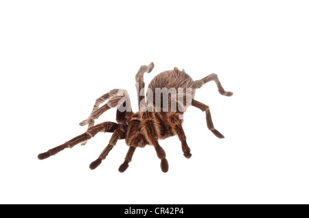 Rosa cilena Tarantula (Grammostola rosea) Foto Stock