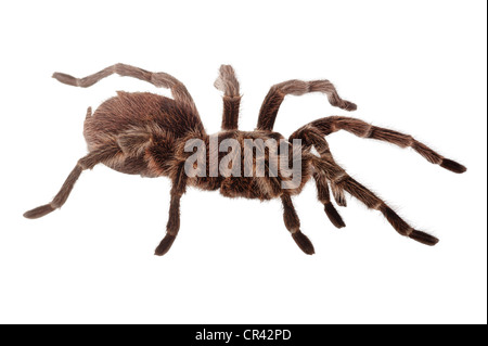 Rosa cilena Tarantula (Grammostola rosea) Foto Stock