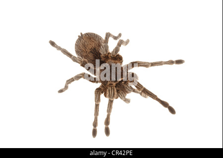 Rosa cilena Tarantula (Grammostola rosea) Foto Stock