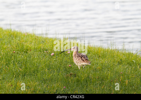 (Curlew Numenius arquata) nel Wagejot riserva naturale sul mare del nord Isola di Texel, North Holland, Paesi Bassi, Europa Foto Stock