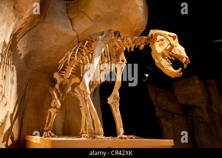 Francia, Savoie, Entremont le Vieux, Museo dell'orso delle caverne Foto Stock