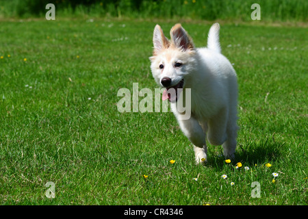 Bianco pastore tedesco cucciolo, correre e giocare in un campo Foto Stock