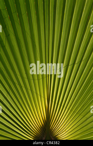 Palm frond, Menorca, Spagna, Europa Foto Stock