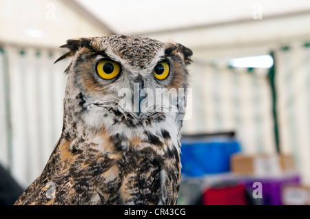 Grande gufo cornuto con gli occhi gialli Foto Stock