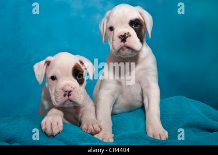 Due Cuccioli Boxer Foto Stock