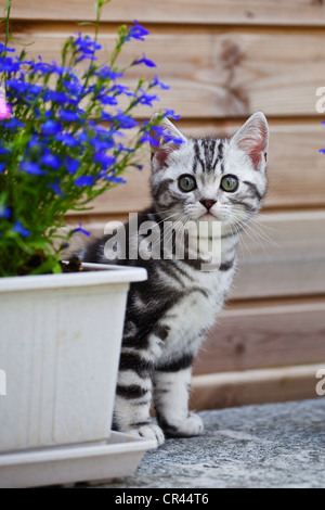 Little silver tabby British Shorthair gattino nel giardino Foto Stock