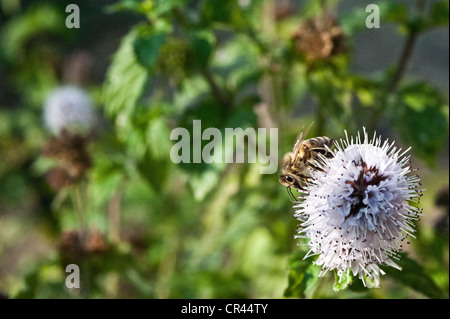 Ape su un fiore lilla Foto Stock