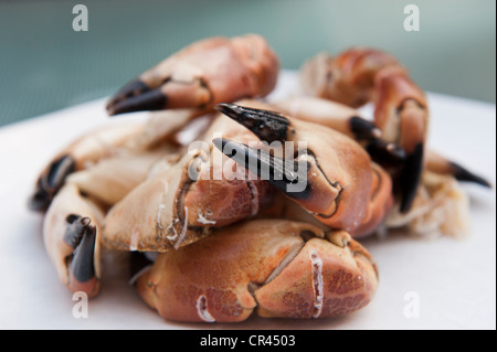 Cucinata fresca chele di granchio su un bianco piastra di pranzo Foto Stock