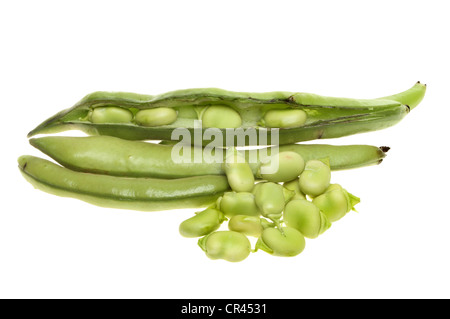 Le fave fresche e baccelli isolata contro bianco Foto Stock