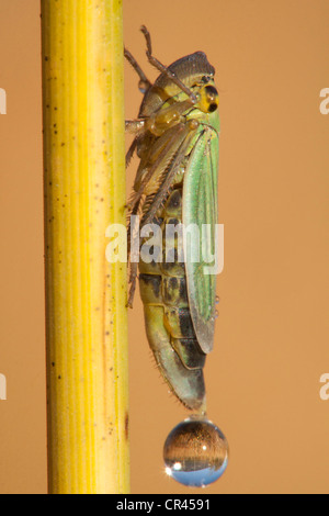 Leafhopper verde (Cicadella viridis) Foto Stock