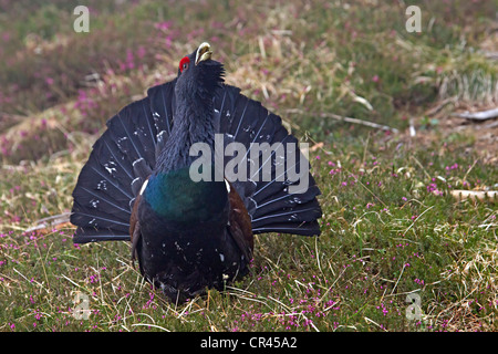 Gallo cedrone occidentale o legno gallo cedrone (Tetrao urogallus) Foto Stock