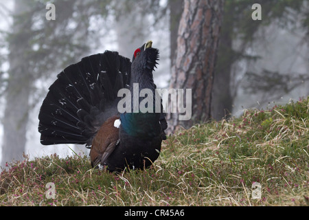 Gallo cedrone occidentale o legno gallo cedrone (Tetrao urogallus) Foto Stock