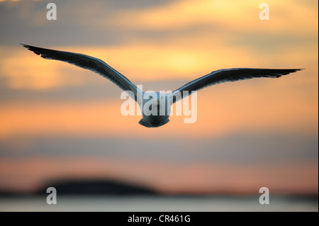 Aringa europea gabbiano (Larus argentatus), volare nella luce della sera, Flatanger, Nordtrondelag, Norvegia, Scandinavia, Europa Foto Stock