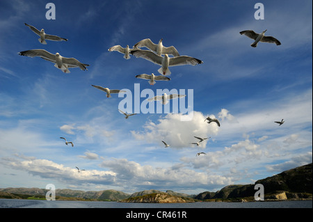 Europea di gabbiani reali (Larus argentatus) e comuni i gabbiani o Mew gabbiani (Larus canus), volare, costa norvegese, Flatanger Foto Stock