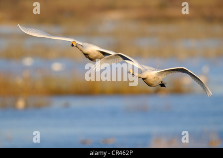 Whooper cigni (Cygnus Cygnus), battenti coppia di allevamento, Hornborgasjoen, Vaestergoetland, Svezia, Scandinavia, Europa Foto Stock