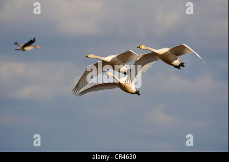 Whooper cigni (Cygnus Cygnus), battenti famiglia animale, Hornborgasjoen, Vaestergoetland, Svezia, Scandinavia, Europa Foto Stock