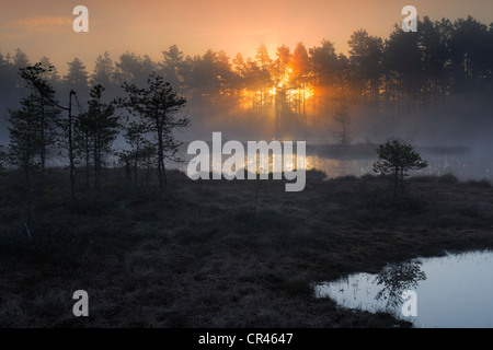 Swamp all'alba, di mattina presto, sunrise, DALARNA Svezia, Scandinavia, Europa Foto Stock