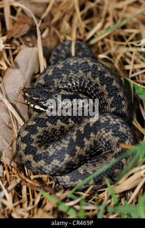 Politica europea comune in materia di sommatore o la politica europea comune in materia di Viper (Vipera berus), Hornborgasjoen lago, Vaestergoetland, Svezia, Scandinavia, Europa Foto Stock