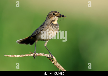 White-spotted pettazzurro (Luscinia svecica cyanecula), femmina appollaiato su un ramoscello con il cibo nel suo becco, Donauauen, Bavaria Foto Stock
