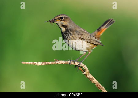 White-spotted pettazzurro (Luscinia svecica cyanecula), femmina appollaiato su un ramoscello con il cibo nel suo becco, Donauauen, Bavaria Foto Stock