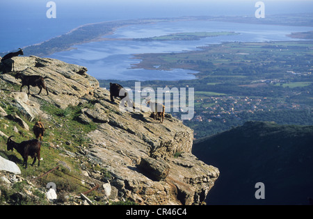 Francia, Haute Corse, Stagno di Biguglia in background e il Col de Teghime Teghime (Pass) al di sopra di Bastia Foto Stock